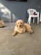 Golden Retriever Puppies for sale in Riverside, CA 92503, USA. price: $800