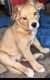 Golden Retriever Puppies for sale in Chicago, IL 60616, USA. price: $50