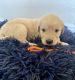 Golden Retriever Puppies for sale in Cape Coral, FL, USA. price: $1,000