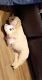Golden Retriever Puppies for sale in Artesia, NM 88210, USA. price: $1,800