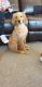 Golden Retriever Puppies for sale in West Henrietta, NY, USA. price: $1,000