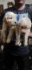 Golden Retriever Puppies for sale in Madhavadhara, Visakhapatnam, Andhra Pradesh, India. price: 17000 INR