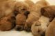 Golden Retriever Puppies for sale in Palm Beach, FL, USA. price: NA
