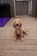 Golden Retriever Puppies for sale in Reidsville, NC 27320, USA. price: NA