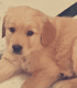 Golden Retriever Puppies for sale in Kharar, Punjab 140301, India. price: 14000 INR