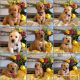 Golden Retriever Puppies for sale in Pocatello, ID, USA. price: $1,050