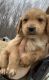 Golden Retriever Puppies for sale in Marlette, MI 48453, USA. price: $800