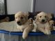 Golden Retriever Puppies for sale in Waxahachie, TX 75165, USA. price: NA