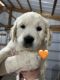 Golden Retriever Puppies for sale in Vermillion, KS 66544, USA. price: $2,400