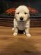 Golden Retriever Puppies for sale in Susquehanna, PA 18847, USA. price: $1,000