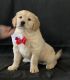 Golden Retriever Puppies for sale in Statesville, NC, USA. price: $1,250