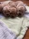 Golden Retriever Puppies for sale in Pickens, SC 29671, USA. price: $825