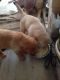 Golden Retriever Puppies for sale in Tarnaka, Secunderabad, Telangana, India. price: NA