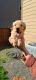 Golden Retriever Puppies for sale in Vancouver, WA, USA. price: $1,100