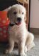 Golden Retriever Puppies for sale in Bagalagunte Main Rd, Defence Colony, Bagalakunte, Bengaluru, Karnataka 560073, India. price: 17000 INR