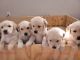Golden Retriever Puppies for sale in Queen Creek, AZ 85143, USA. price: NA