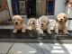 Golden Retriever Puppies for sale in Modinagar, Uttar Pradesh, India. price: 20000 INR