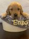 Golden Retriever Puppies for sale in Lake Worth Beach, FL, USA. price: NA