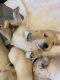 Golden Retriever Puppies for sale in AMELIA CT HSE, VA 23002, USA. price: $1,580
