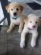 Golden Retriever Puppies for sale in Jacksonville, FL 32211, USA. price: $1,000