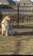 Golden Retriever Puppies for sale in Bastrop, TX 78602, USA. price: NA