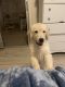 Golden Retriever Puppies for sale in Tampa, FL, USA. price: $2,000