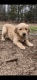 Golden Retriever Puppies for sale in Muskegon, MI, USA. price: $800