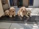 Golden Retriever Puppies for sale in Modinagar, Uttar Pradesh, India. price: 18000 INR