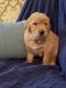 Golden Retriever Puppies for sale in Lafayette, TN 37083, USA. price: $1,200