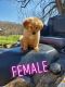 Golden Retriever Puppies for sale in Seymour, MO 65746, USA. price: $800