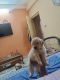 Golden Retriever Puppies for sale in Gwalior, Madhya Pradesh, India. price: NA