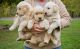 Golden Retriever Puppies for sale in Savannah, GA, USA. price: NA