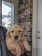 Golden Retriever Puppies for sale in Albertville, AL, USA. price: $500