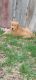 Golden Retriever Puppies for sale in Twin Falls, ID 83301, USA. price: $1,400