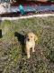 Golden Retriever Puppies for sale in Cape Coral, FL, USA. price: $1,600