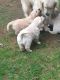 Golden Retriever Puppies for sale in Floyd, VA 24091, USA. price: NA