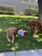 Golden Retriever Puppies for sale in Ventura County, CA, USA. price: $2,700