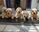 Golden Retriever Puppies for sale in Delhi, India. price: 18000 INR