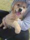Golden Retriever Puppies for sale in Desert Hot Springs, CA 92240, USA. price: $800