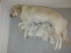 Golden Retriever Puppies for sale in Fort Benning, GA 31905, USA. price: NA