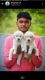Golden Retriever Puppies for sale in Ballarpur, Maharashtra, India. price: 120000 INR