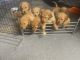 Golden Retriever Puppies for sale in Lake Worth Beach, FL, USA. price: $1,800