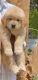 Golden Retriever Puppies for sale in Yelahanka, Bengaluru, Karnataka, India. price: 45000 INR