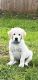 Golden Retriever Puppies for sale in Spartanburg, SC, USA. price: NA