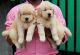 Golden Retriever Puppies for sale in Mumbai, Maharashtra, India. price: 40,000 INR