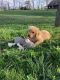 Golden Retriever Puppies for sale in Holmesville, OH 44633, USA. price: $1,200