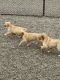 Golden Retriever Puppies for sale in Teaneck, NJ, USA. price: $750