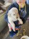 Golden Retriever Puppies for sale in Lamoni, IA 50140, USA. price: $500