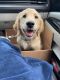 Golden Retriever Puppies for sale in Ronkonkoma, NY 11779, USA. price: $1,850