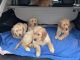 Golden Retriever Puppies for sale in Teaneck, NJ, USA. price: $600
